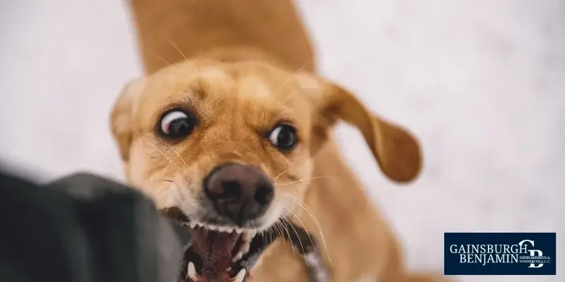 best new orleans dog bite lawyer